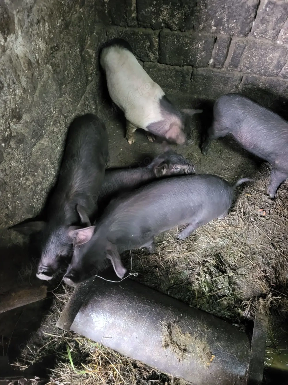 Purcei bazna crescuți în gospodărie Purcei bazna crescuți în gospodărie