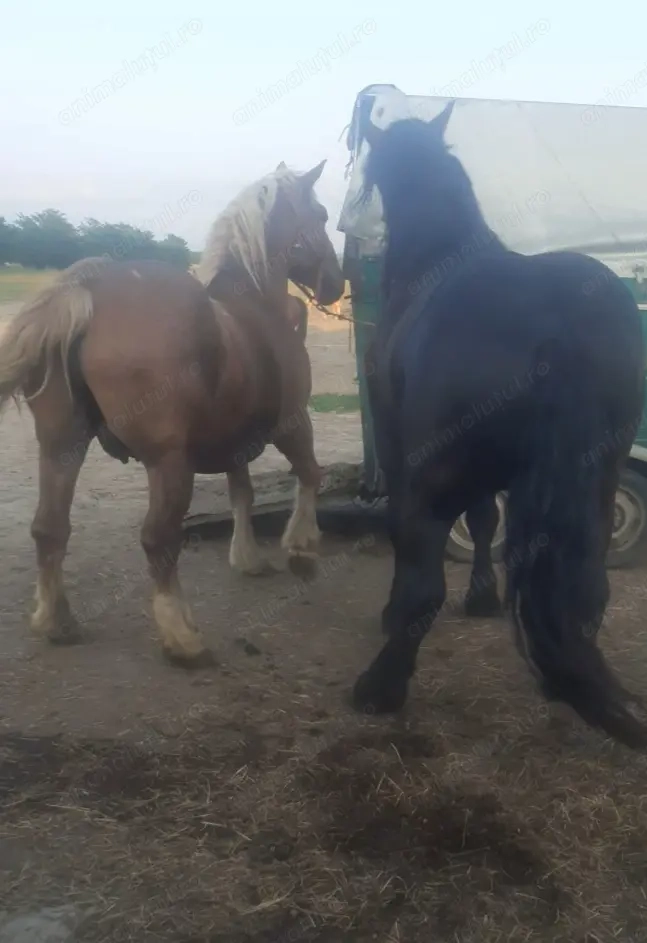 Vand doi manzi și iapa ardeneza montata cu armasar din poza