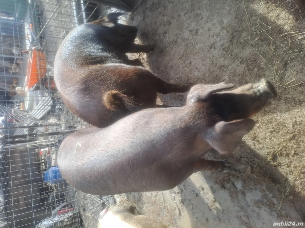 Porc de vanzare Porc de vanzare