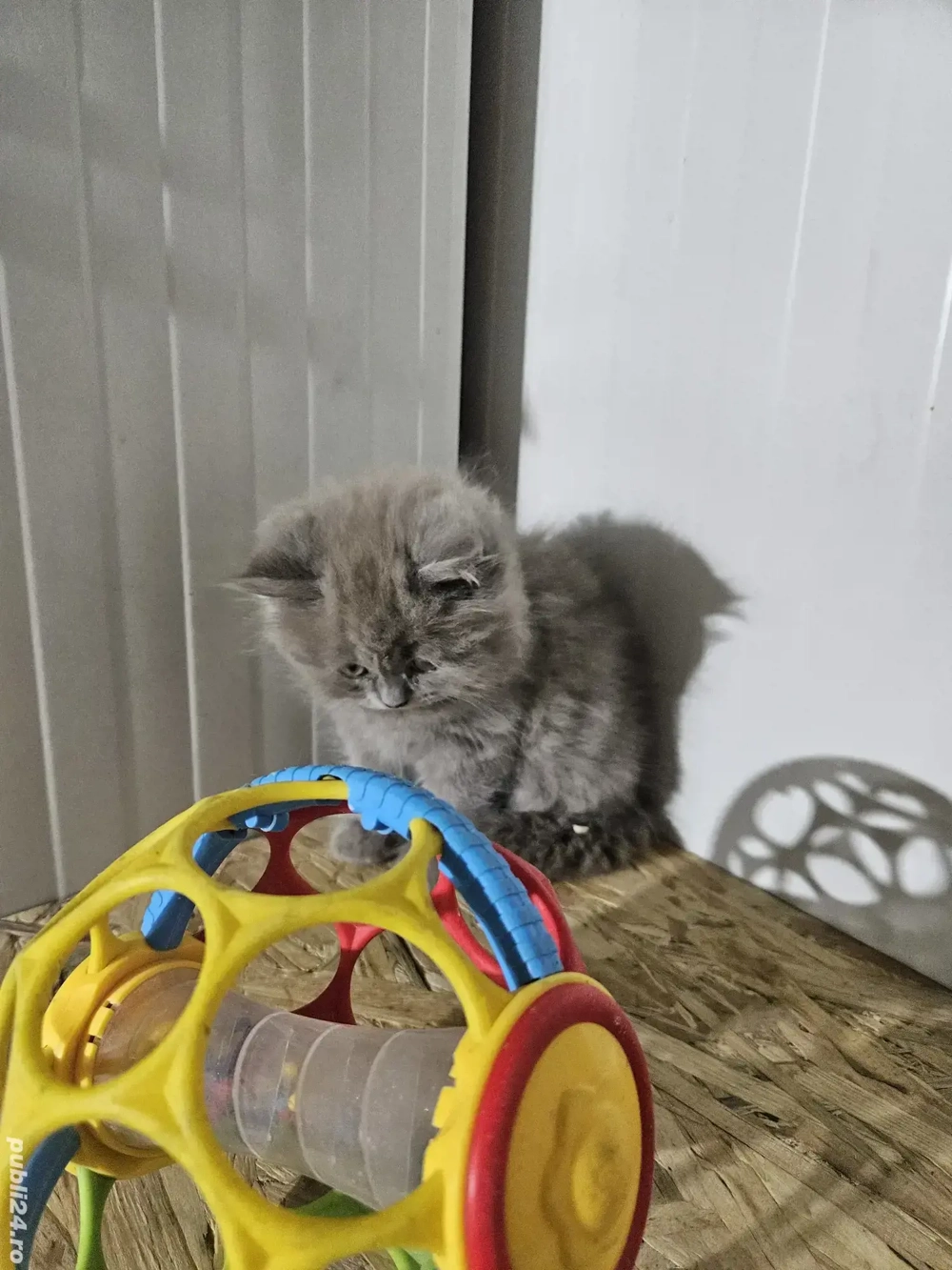 British longhair lilac