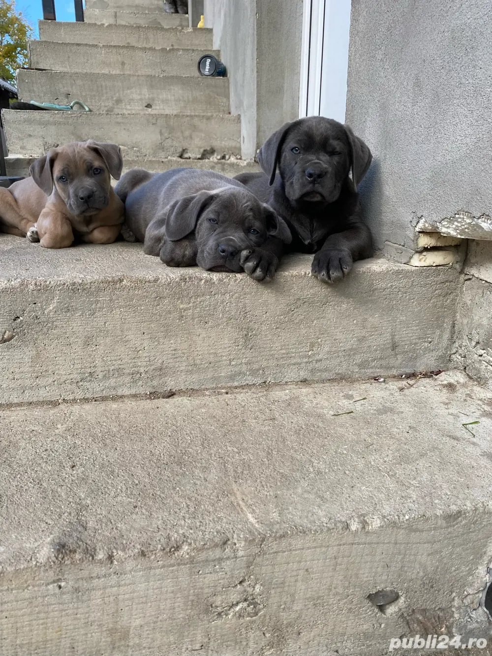 catelusi cane corso italianao  catelusi cane corso italianao