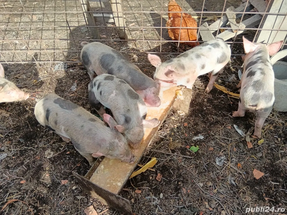 porci si purcei de vânzare  porci si purcei de vânzare