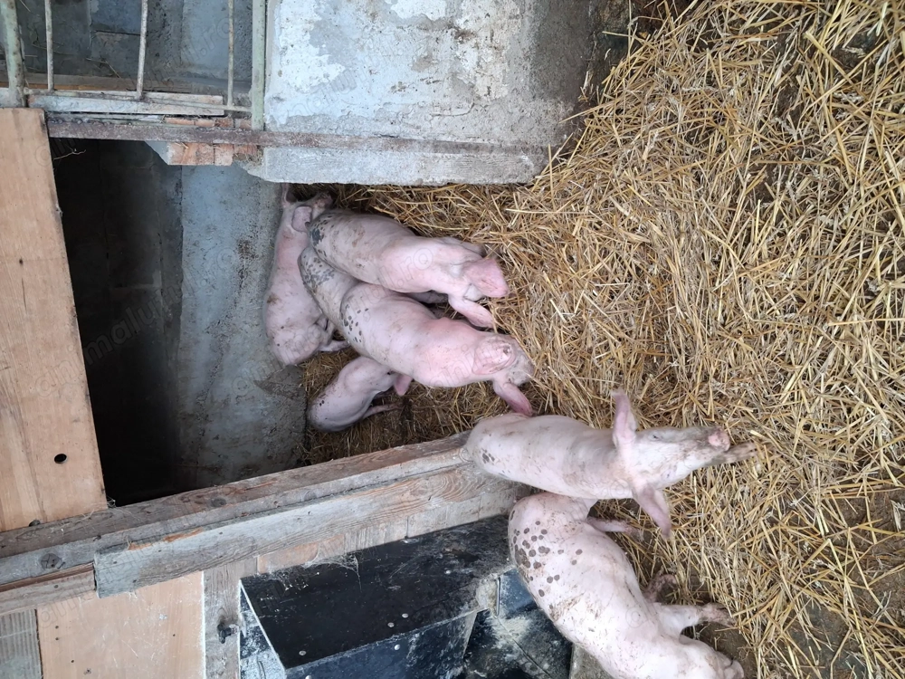 Vând schimb cu porc gras Vând schimb cu porc gras