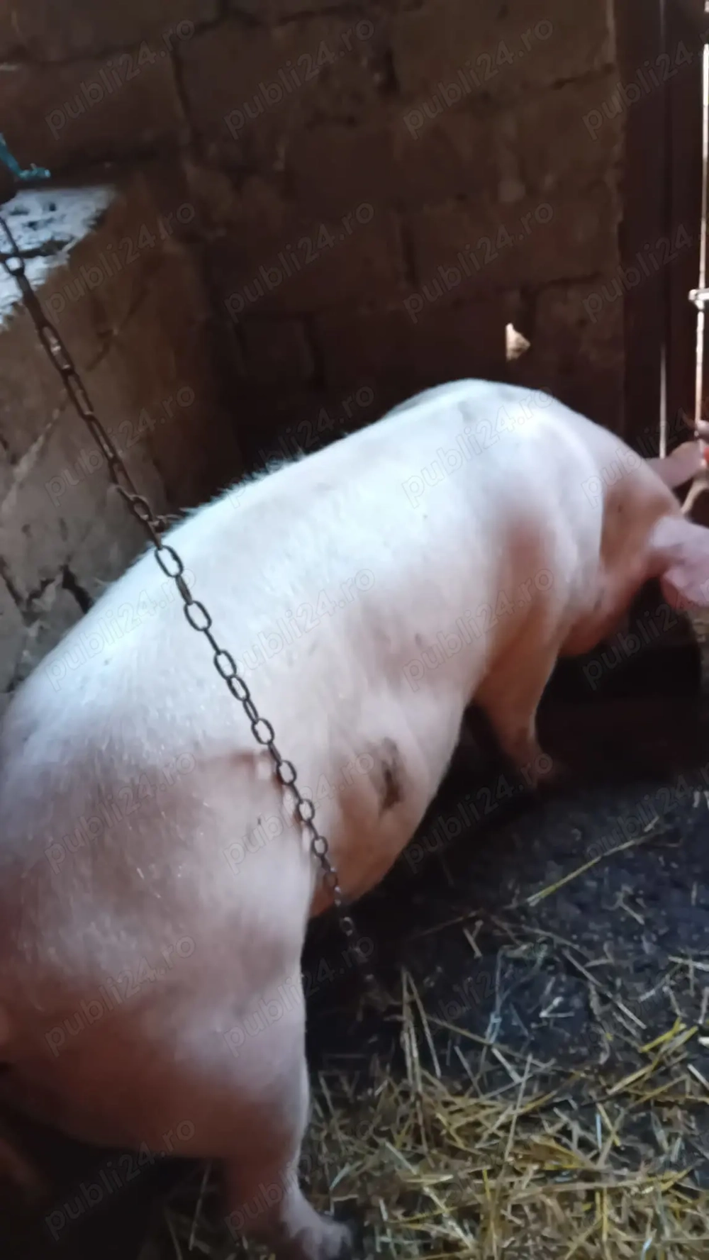 Vânzare porc 200-250 de kg,14 lei kg