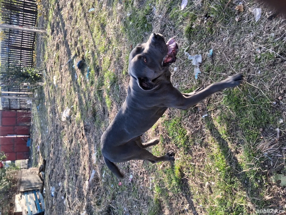 Vand caine Cane Corso PEDIGREE Vand caine Cane Corso PEDIGREE
