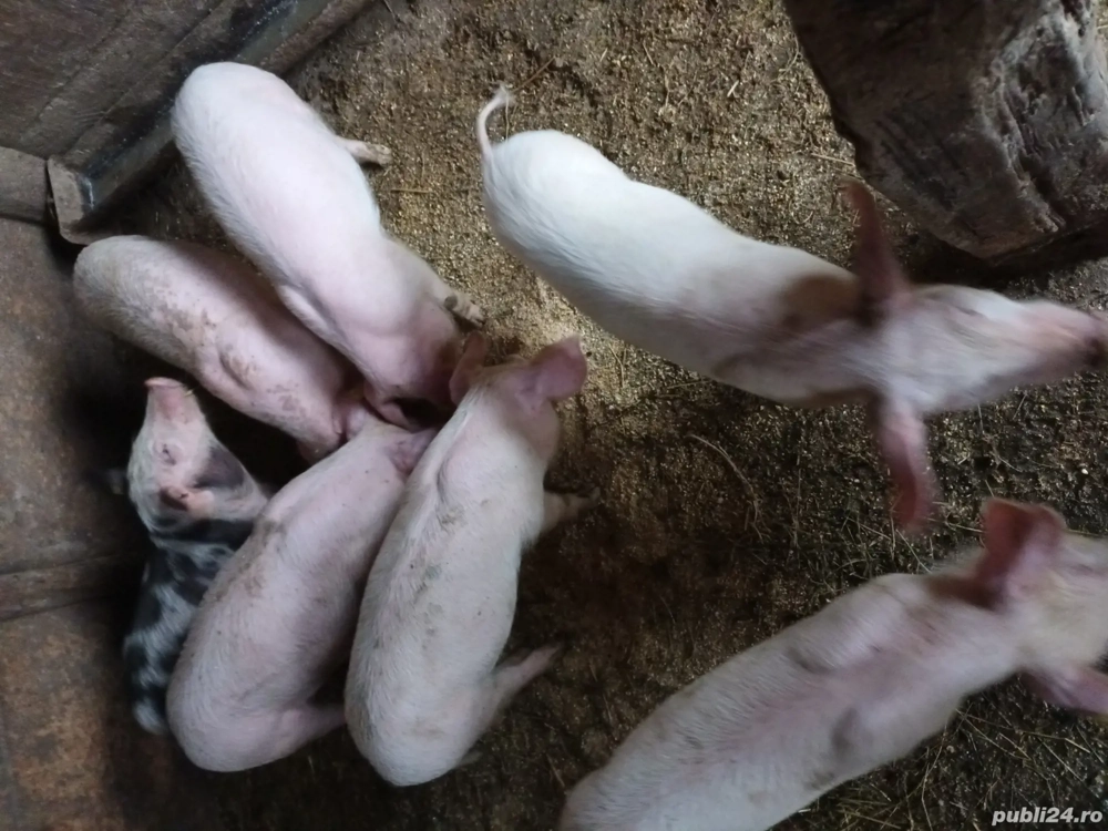 vand purcei vand purcei