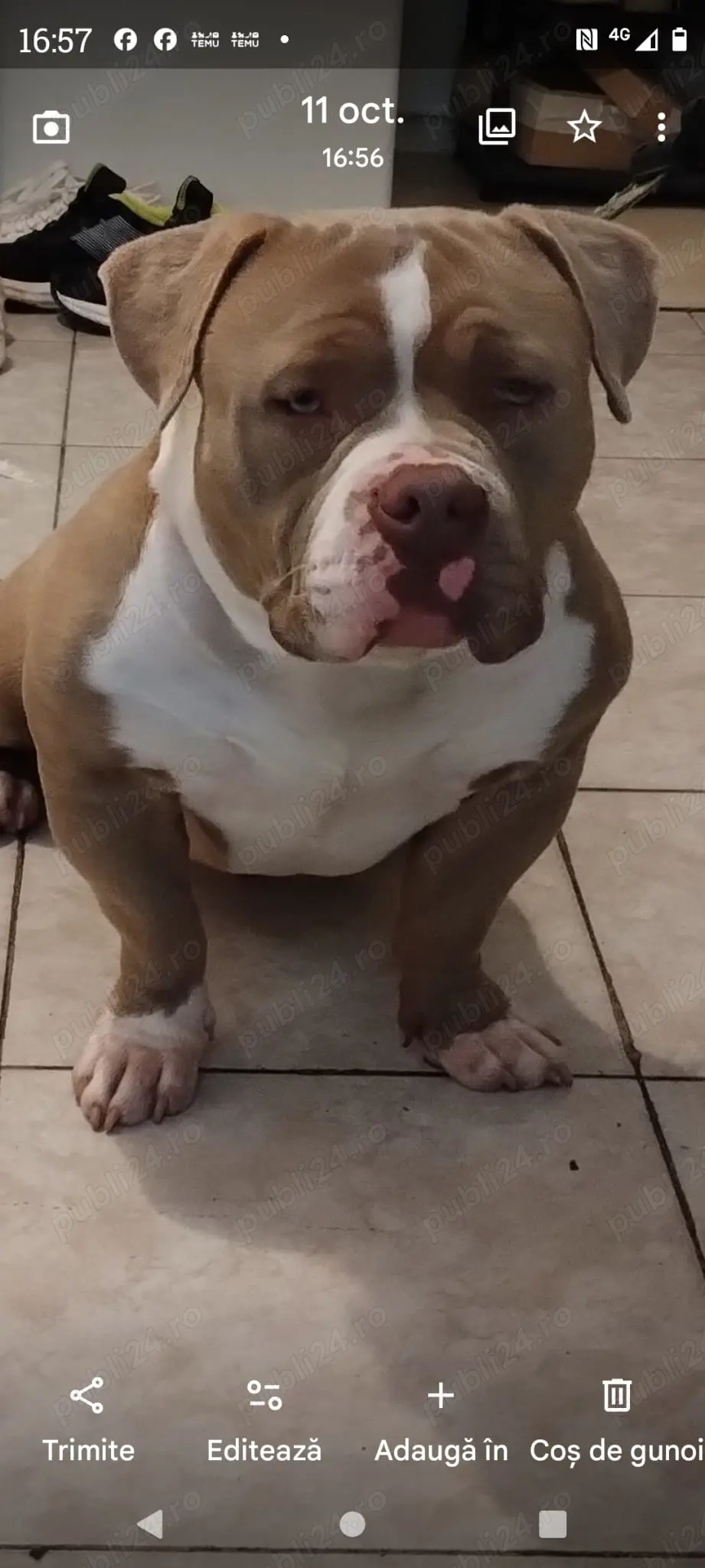 american bully pocket