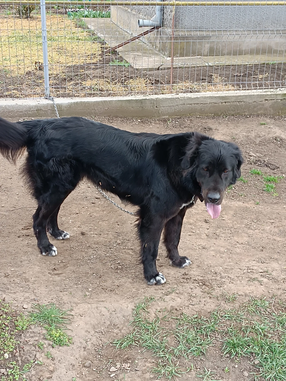 Ciobanesc corb de vânzare 