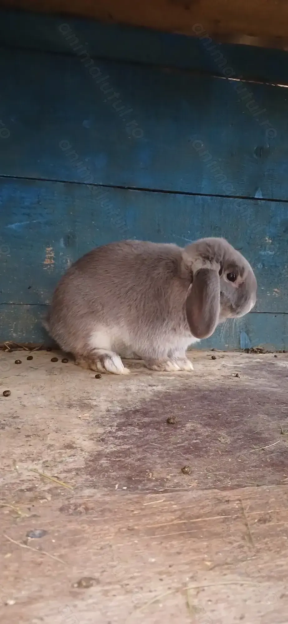 Vând berbec German Pitic