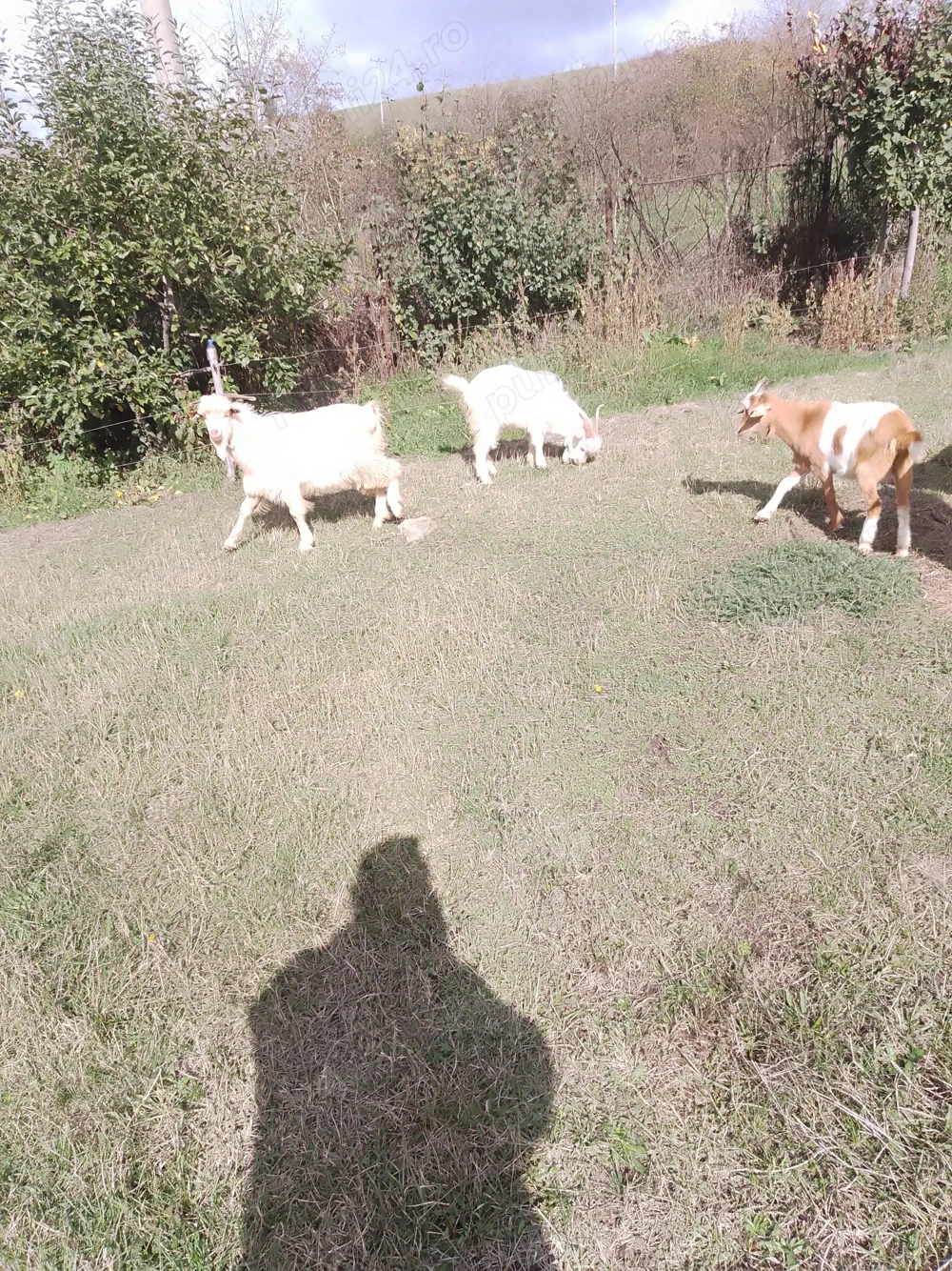 Vind Tapi , reproductie -sacrificare 