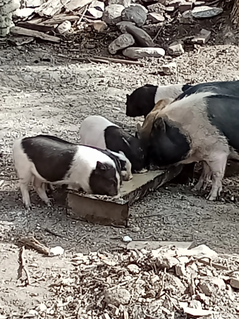 porci vietnamezi  porci vietnamezi