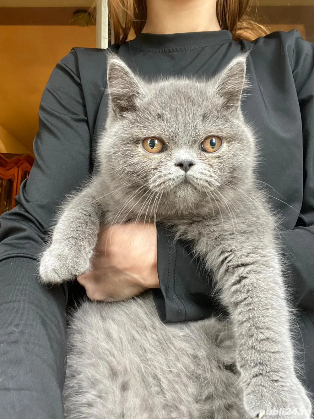 Motanel british shorthair