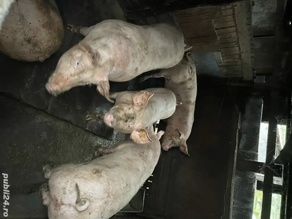 Vand porci de carne Vand porci de carne