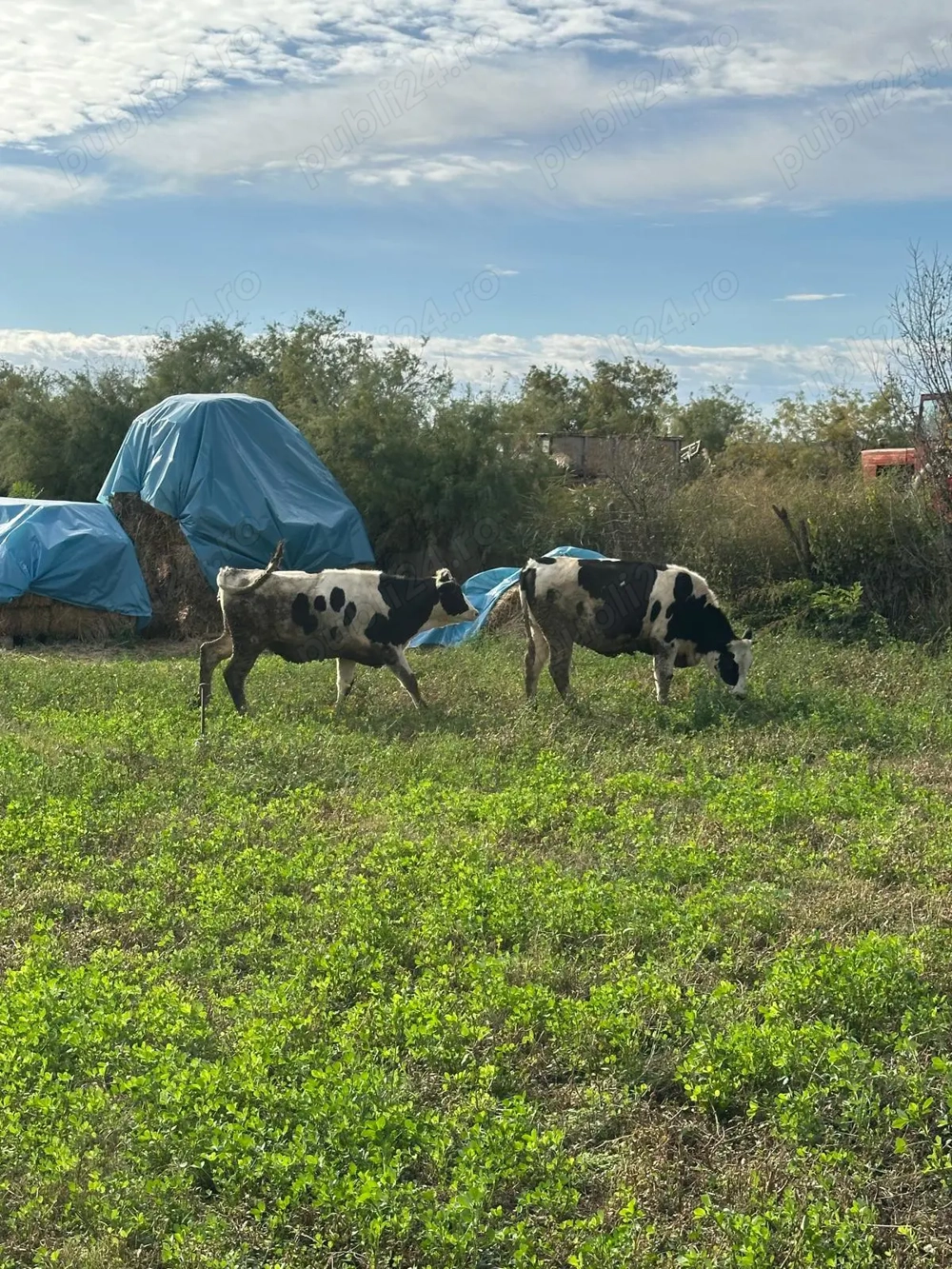 Vand 2 vitele de crescut 