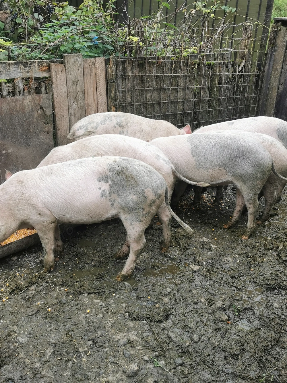 Soldanii de vânzare, și unu de tăiat lac15o kg 