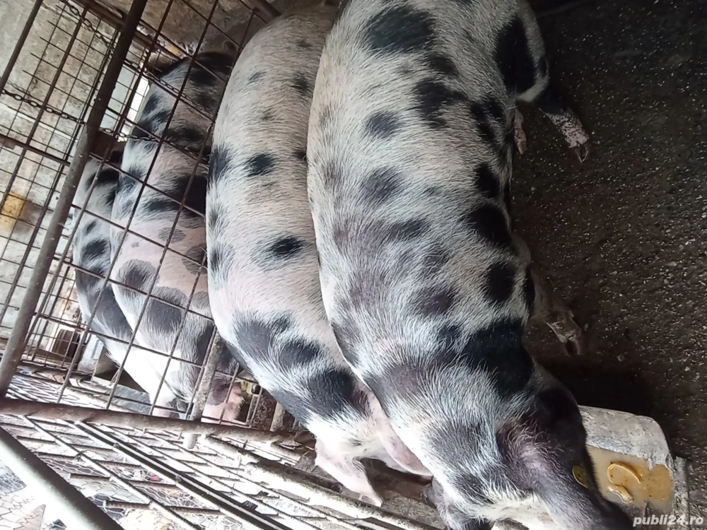 Căutăm o locatie nouă  Căutăm o locatie nouă