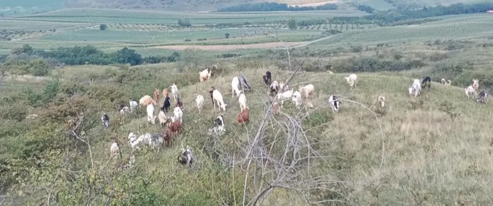 Vând capre bune de lapte