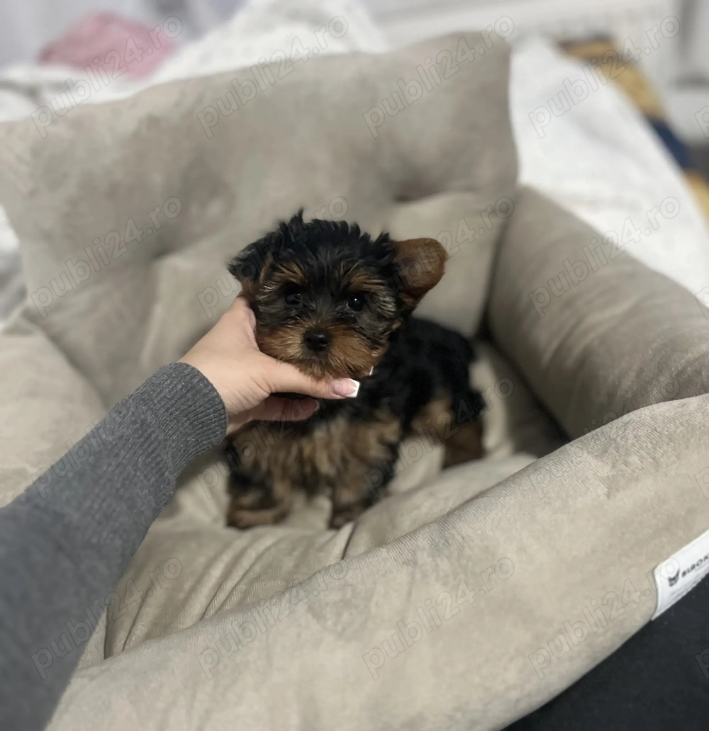 Fetița Yorkshire Terrier 