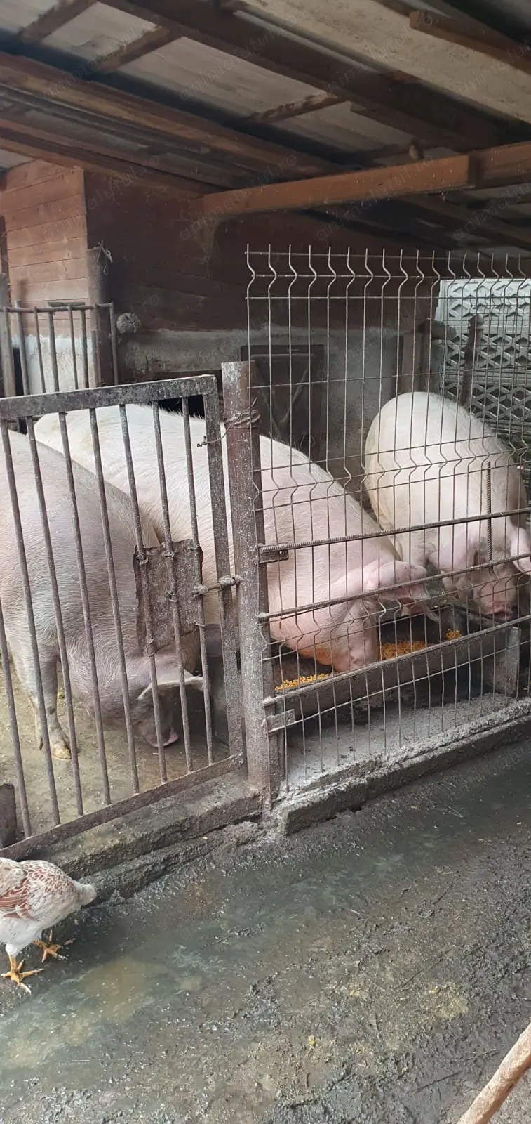 Porci de diferite mărimi!