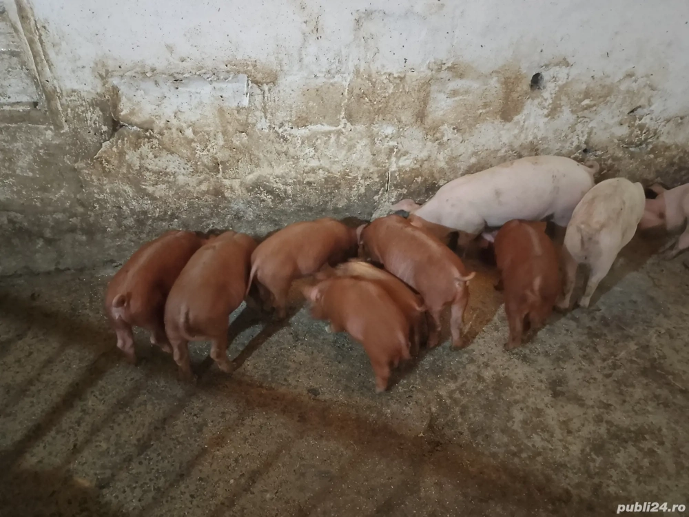 porci duroc  porci duroc