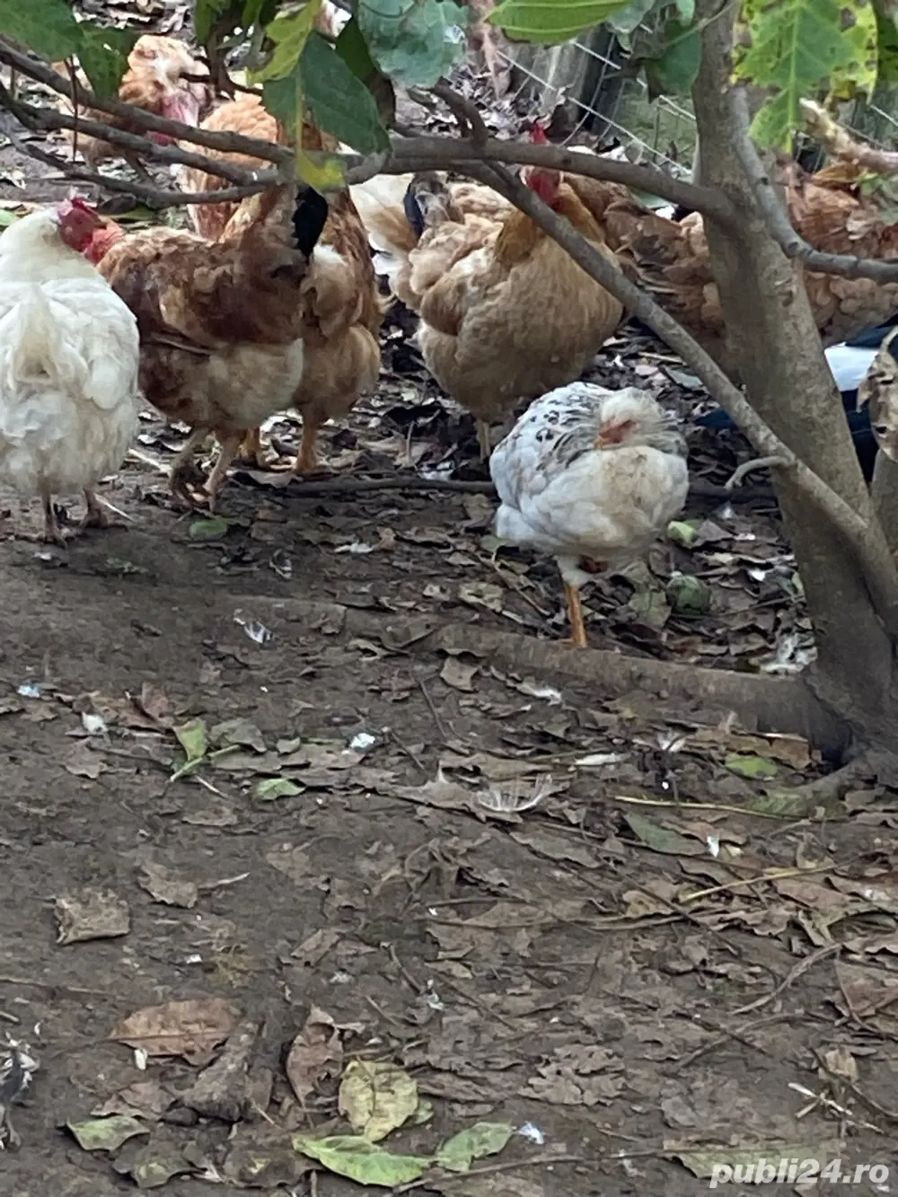 Vand Gaini Vand Gaini