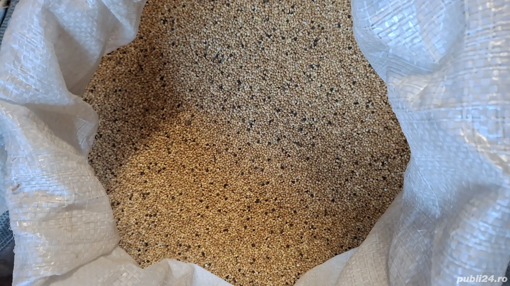 seminte mei pentru papagali 