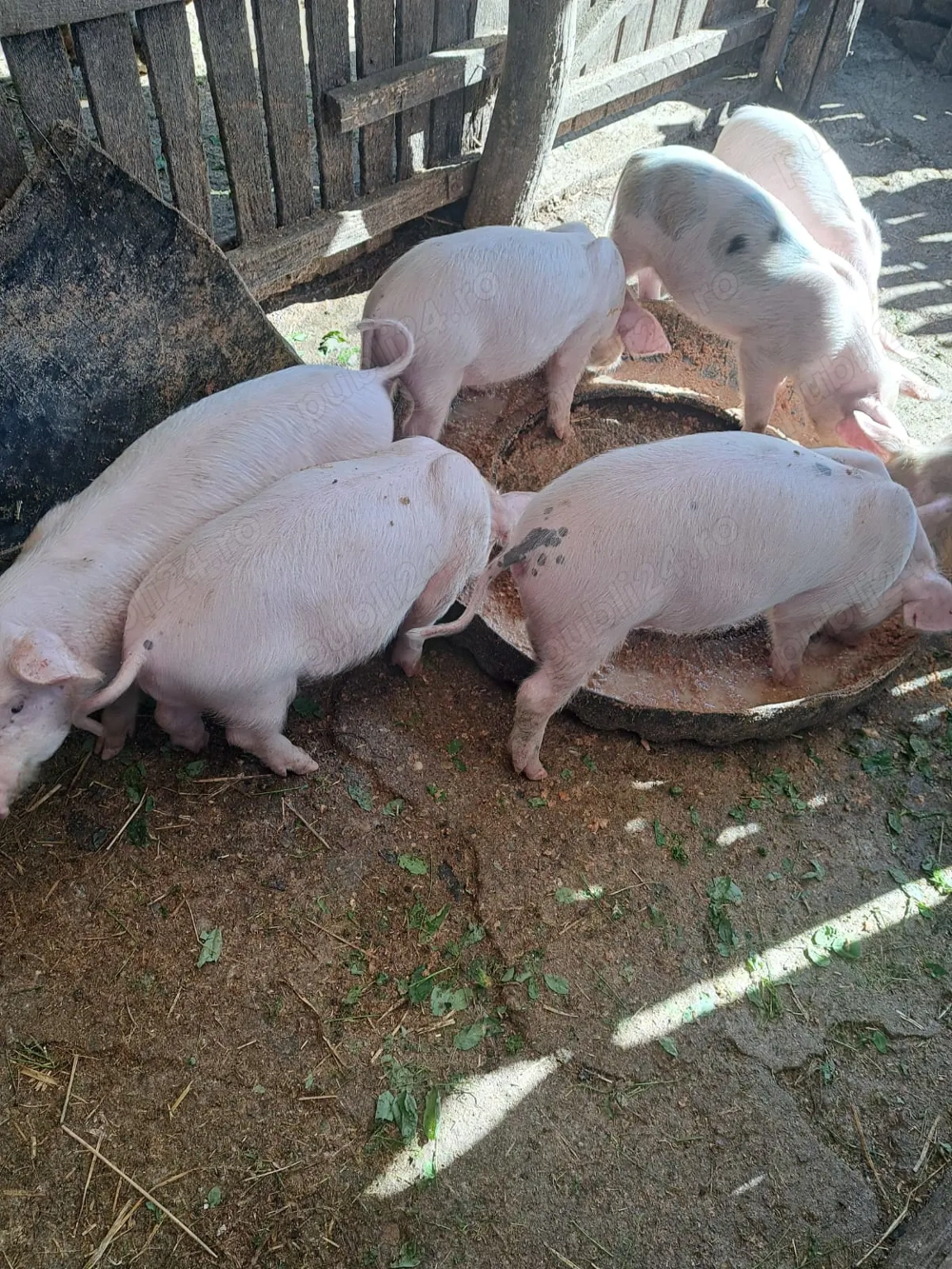 De vanzare De vanzare