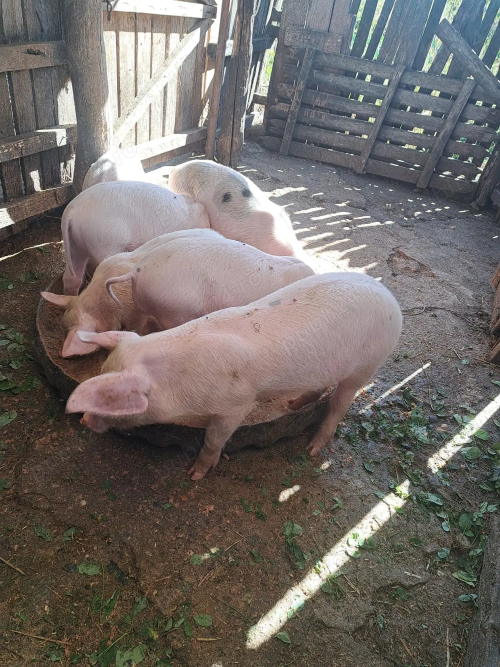 De vanzare De vanzare