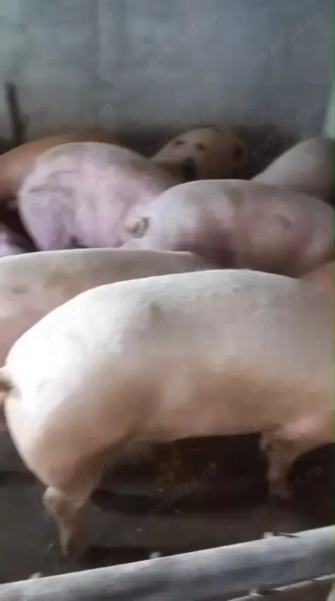 Grasuni cu 14 lei pe kg