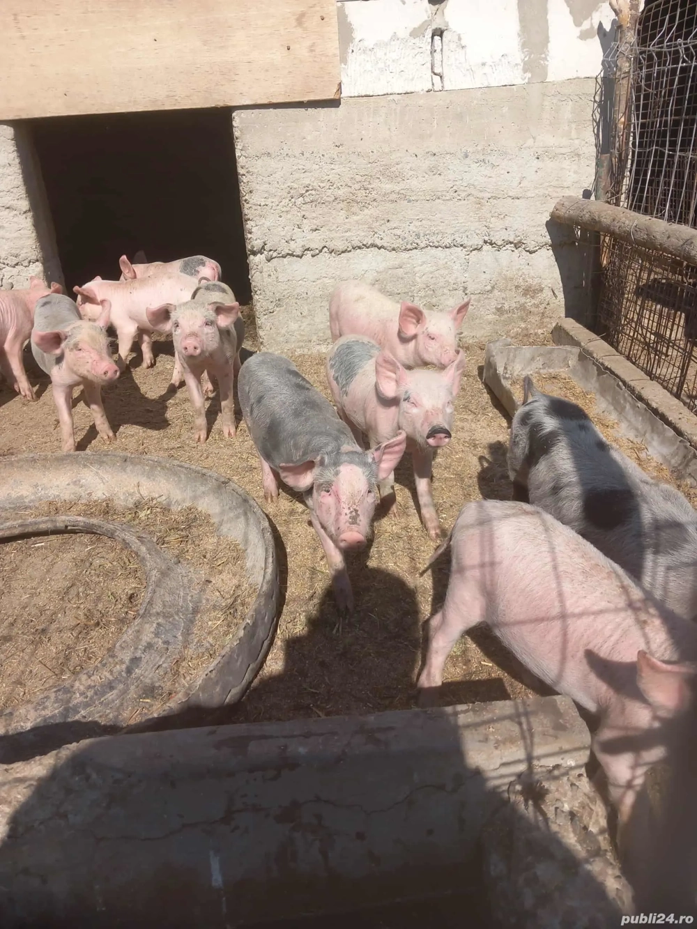 vând purcei vând purcei