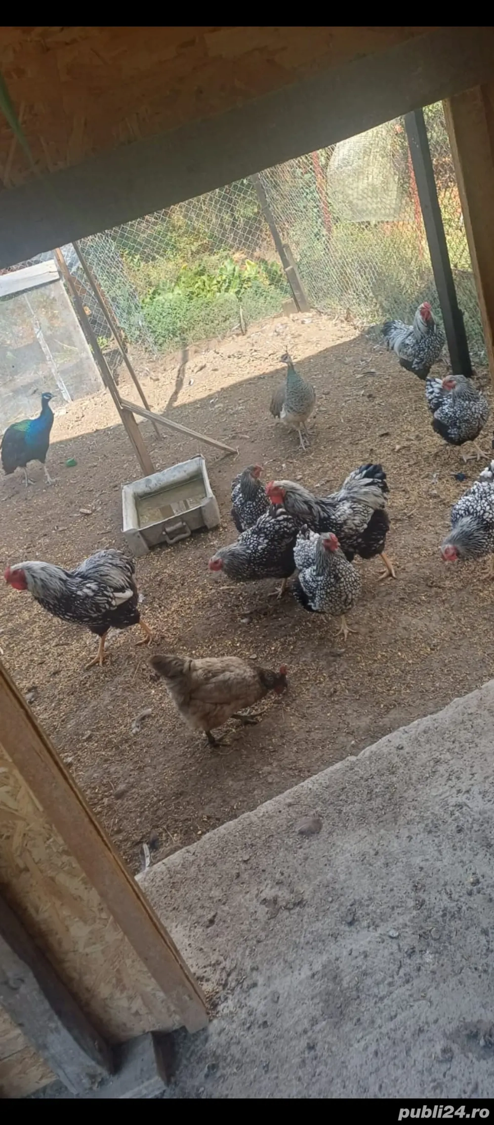 Sunt găini wyandotte și Păuni umar negru