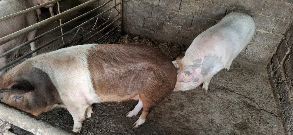 Vând porci pt sacrificat