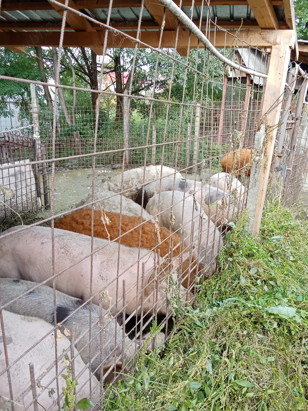 Vând porci mangalița și de carne 