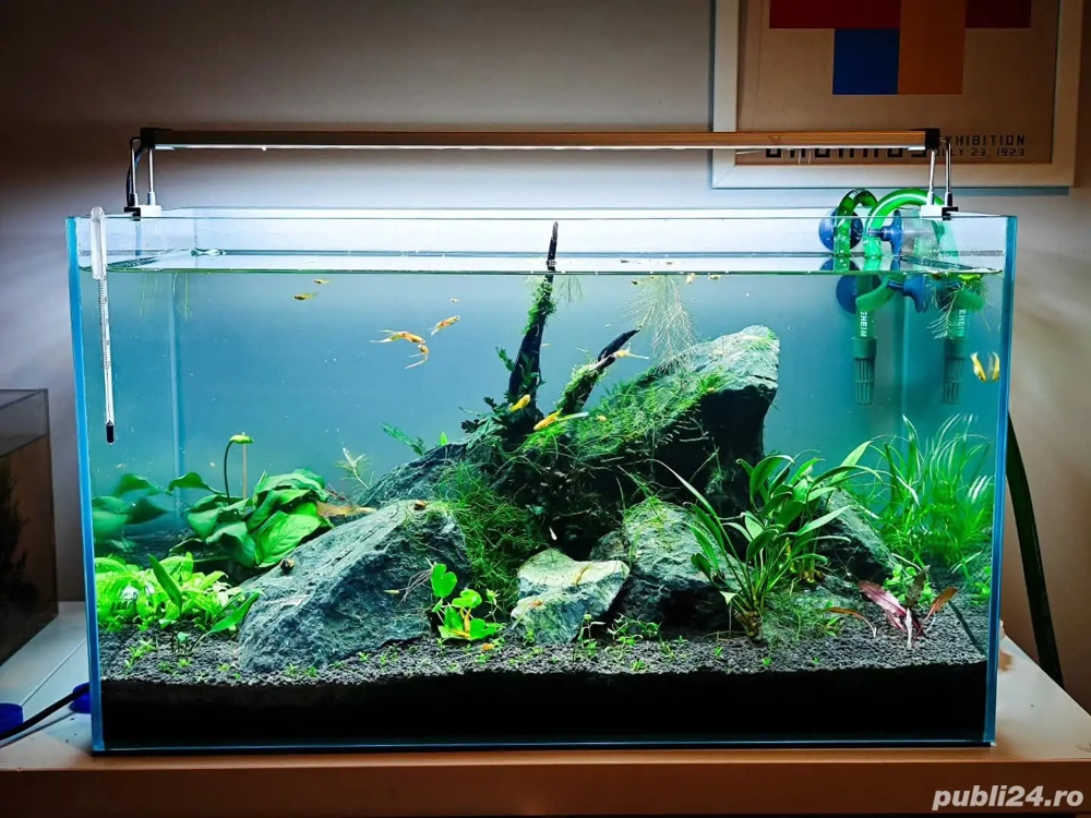 întreținere și consiliere la doar 1 leu litru întreținere și consiliere la doar 1 leu litru