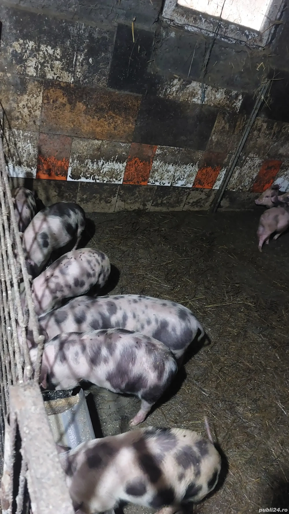 purcei de 9 săptămâni  purcei de 9 săptămâni