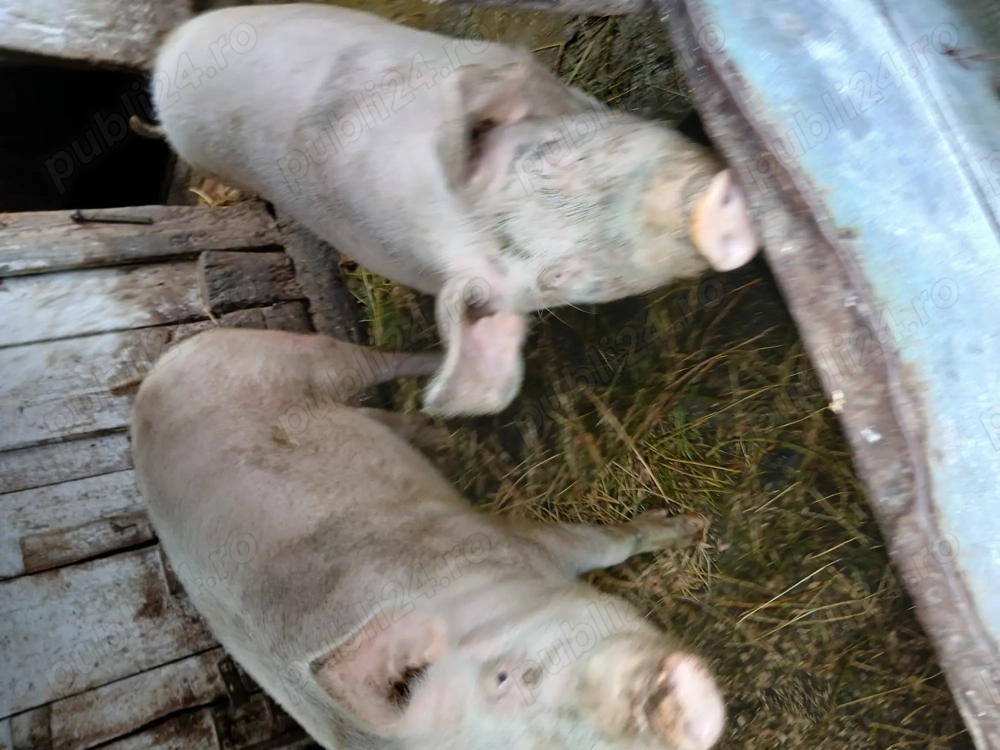 Vând porci diferite mărimi și rase