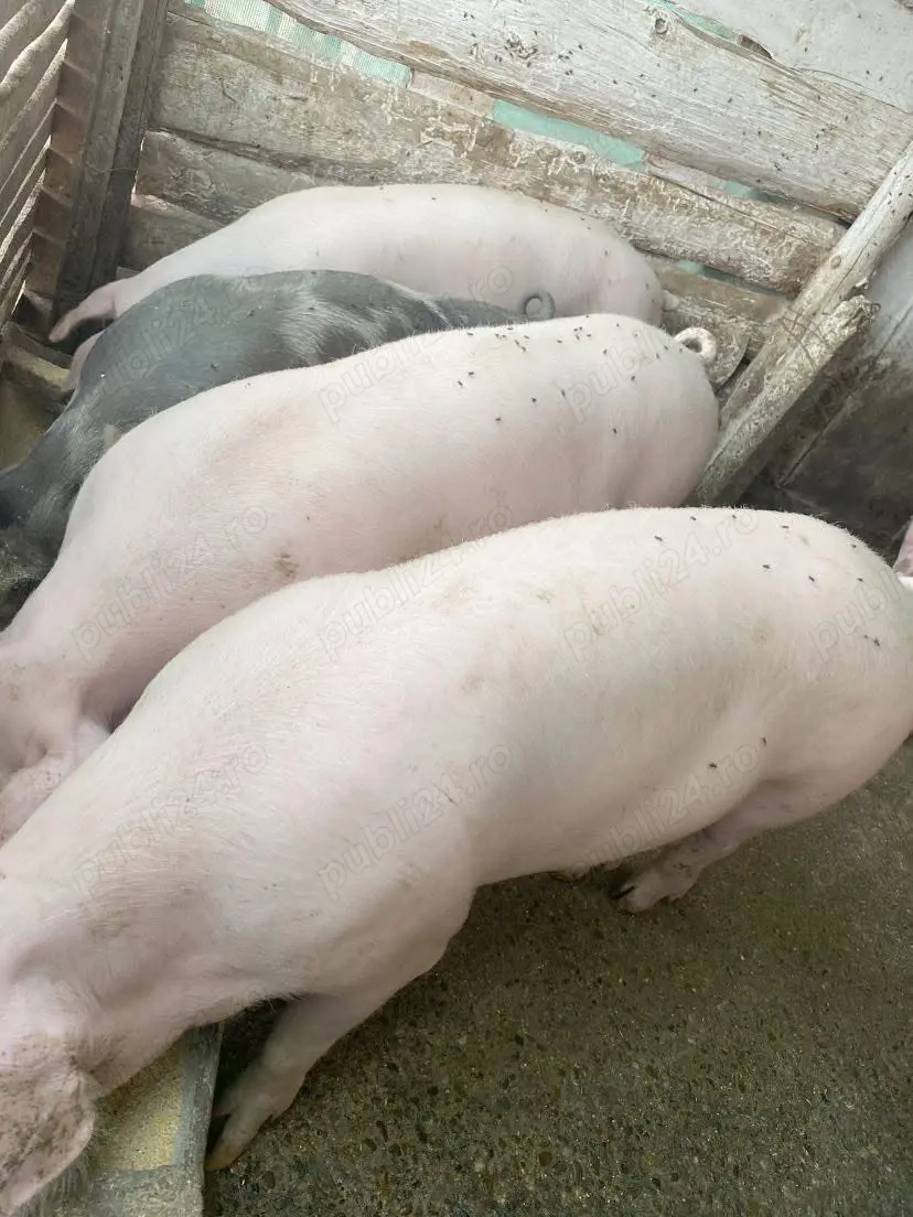 Porci 90-140kg și 250-300 kg ! Crescuți în curte ! 