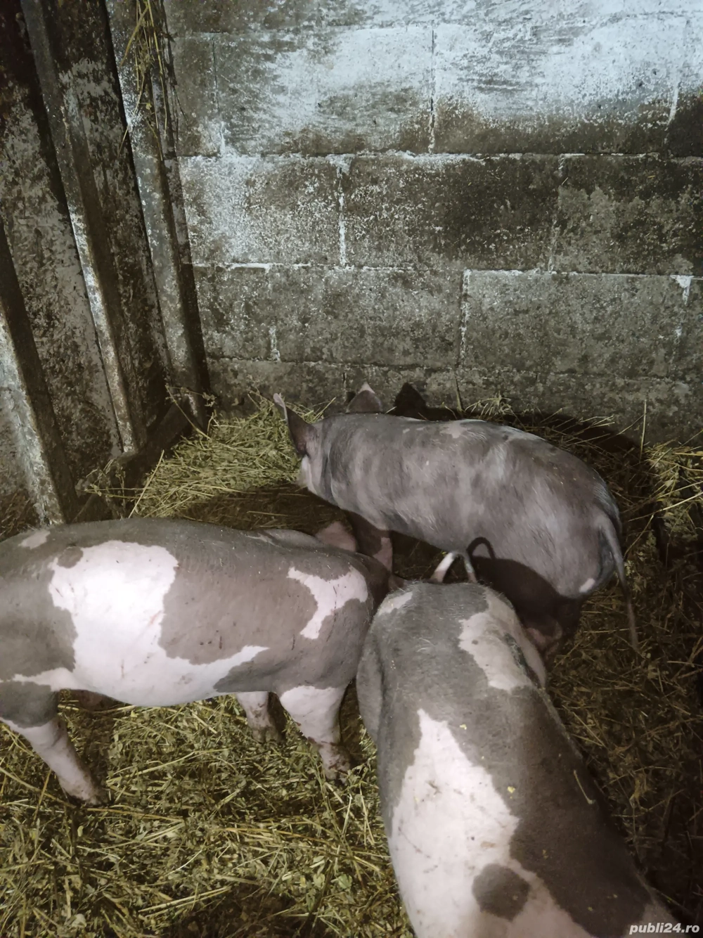 Purcei Pietran  Purcei Pietran