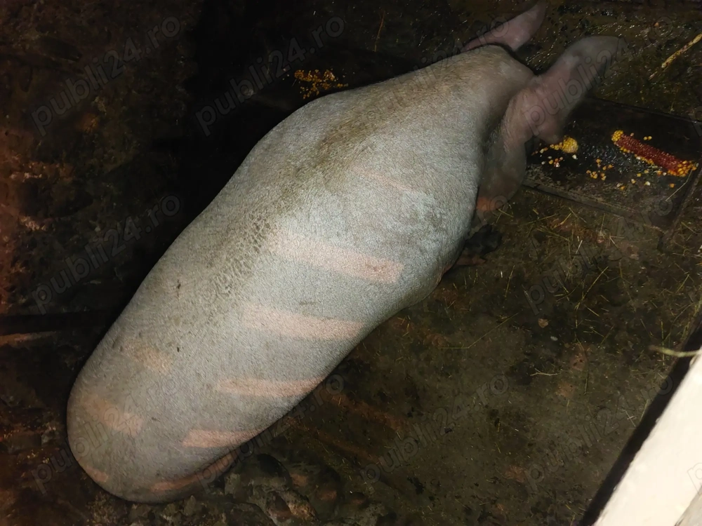 Vind scroafa de aproximativ 200kg