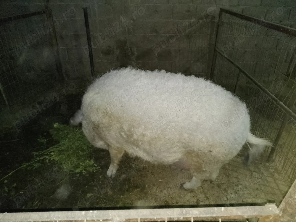 Vând porci mangalița 