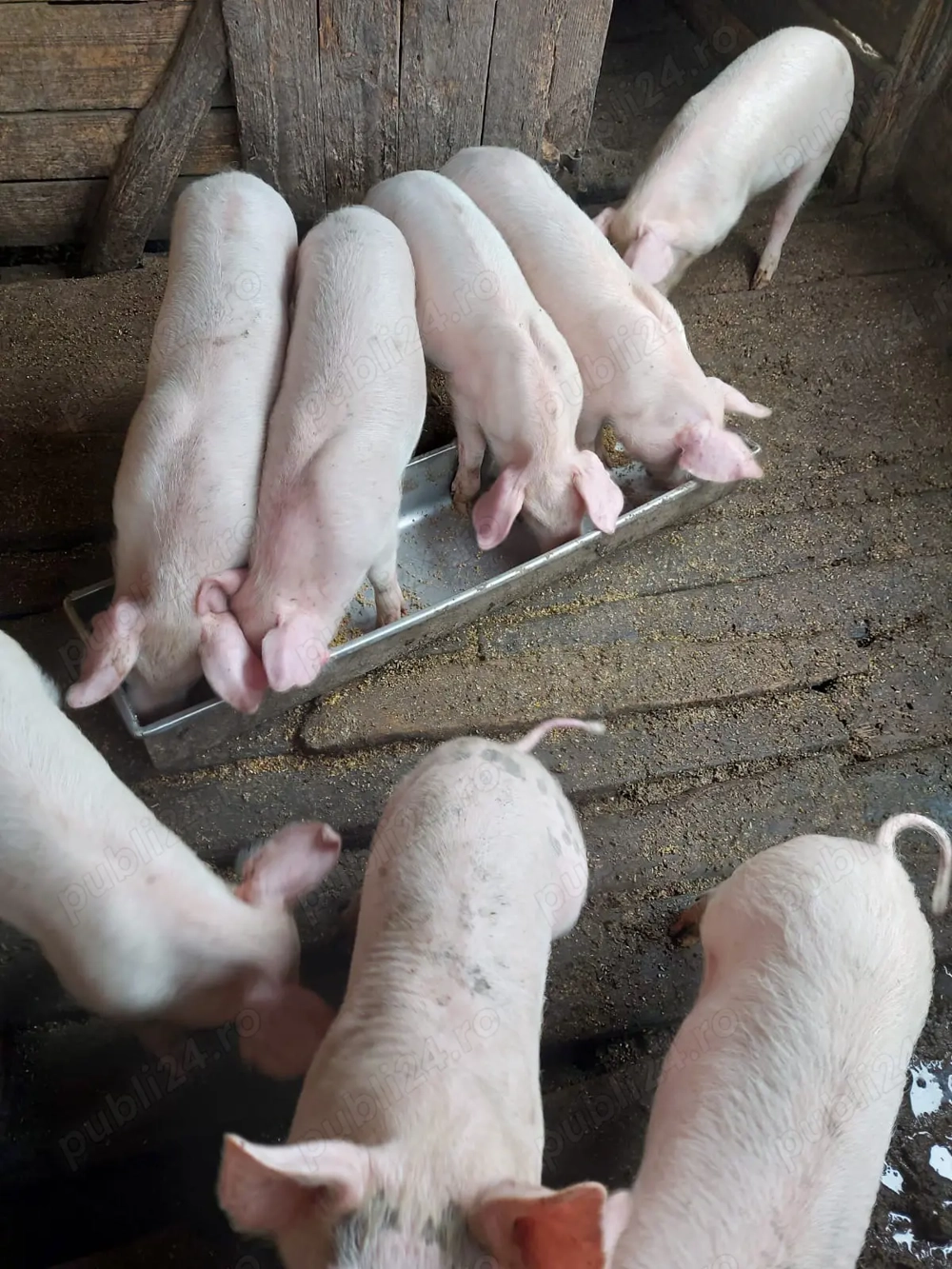 Purcei de vânzare Purcei de vânzare