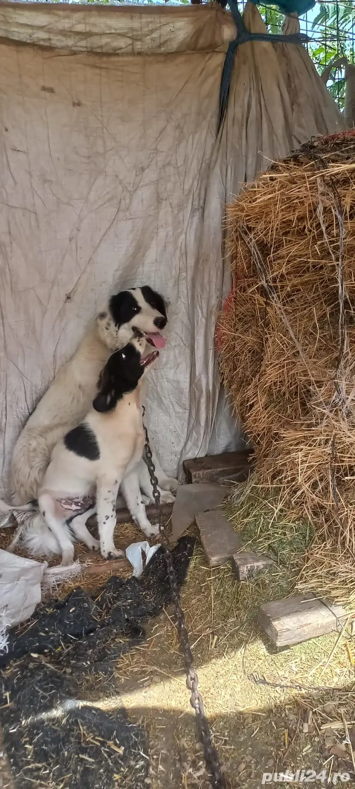 vând câini si capra vând câini si capra