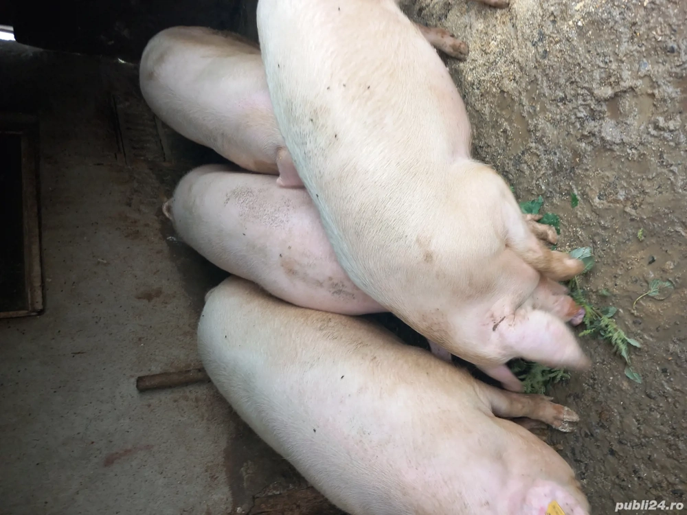 vând porc gras  vând porc gras