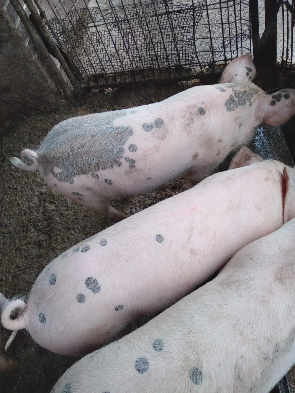 Vând șoldani de 20-25 kg  Vând șoldani de 20-25 kg