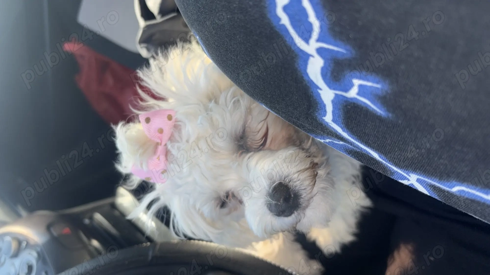 Vând Bichon maltez în varsta de 5 luni