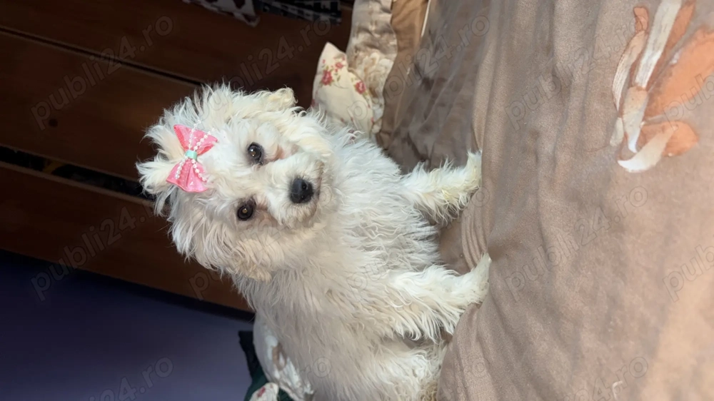 Vând Bichon maltez în varsta de 5 luni
