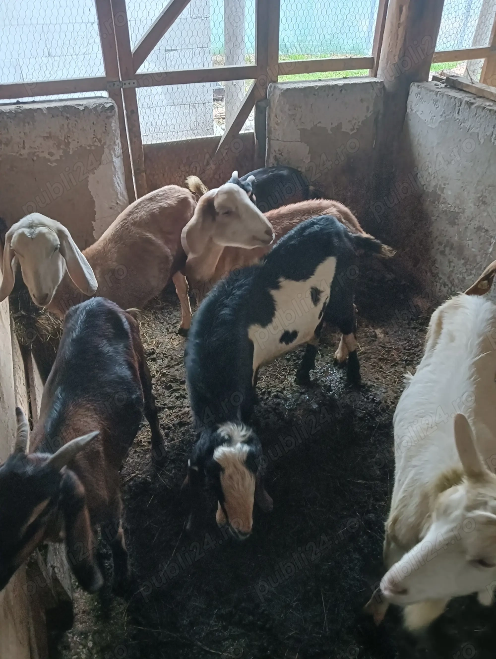 De vânzare 7 capre și un țap 