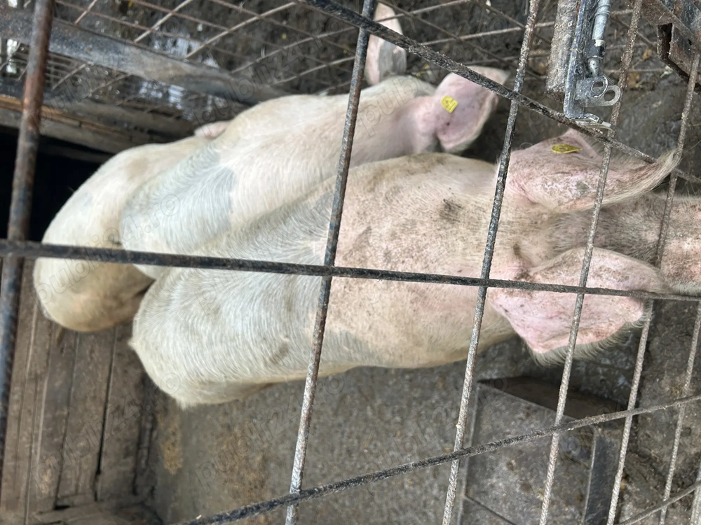 Vând porci de 120-150 kg 
