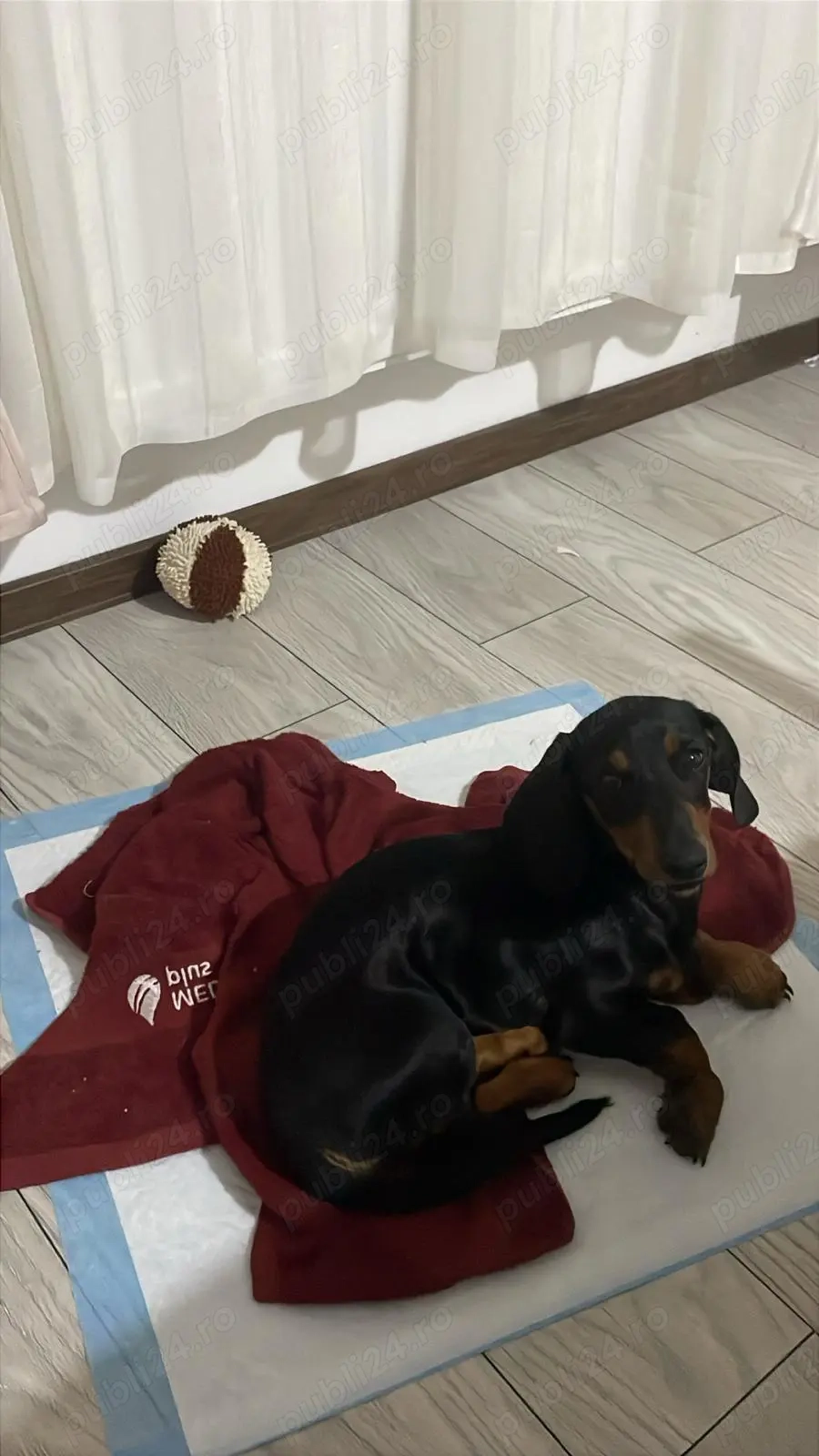 Teckel pui de vânzare 