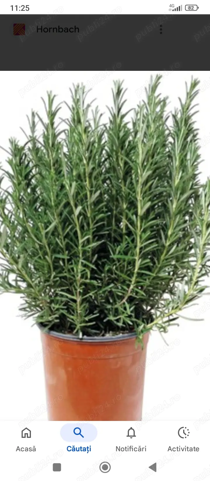 Lavandă la ghiveci,și rozmarin